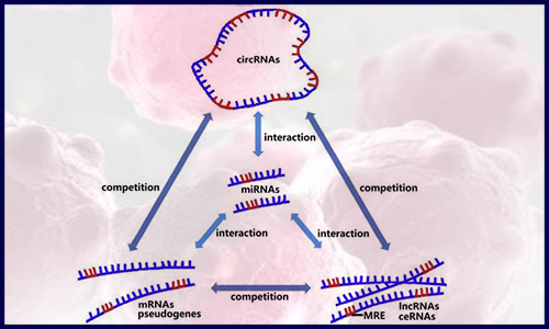 干货 | 解锁病毒 circRNA 数据库资源