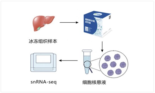 即将满额 | 单细胞核转录组测序免费抽核质检