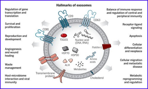 外泌体研究 | 九游平台官网外泌体整体解决方案