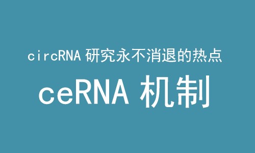 ceRNA 机制 |CircRNA 研究永不消退的热点！