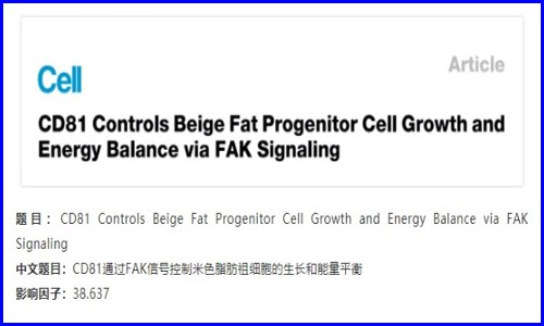 发育生物学 | 单细胞测序解析米色脂肪的发育