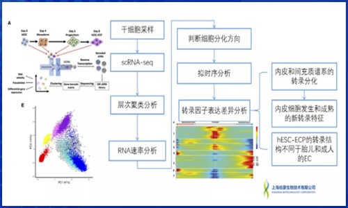 发育生物学 | 单细胞 RNA 测序揭示多能干细胞来源的内皮细胞分化轨迹