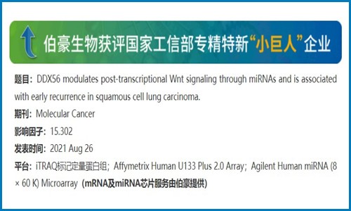 项目文章 |DDX56 通过 miRNAs 调节转录后 Wnt 信号并与鳞癌早期复发相关