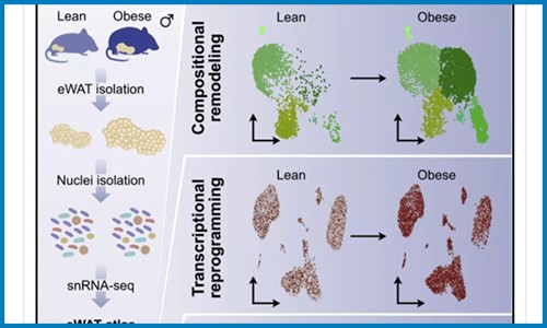 单细胞抽核 |snRNA-seq 技术揭示肥胖发生过程中脂肪组织重塑机制