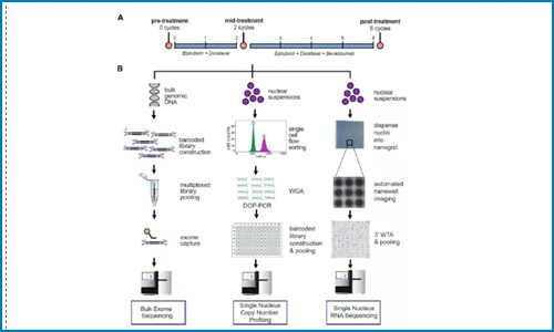 单细胞多组学 | 揭示三阴性乳腺癌的耐药进化机制