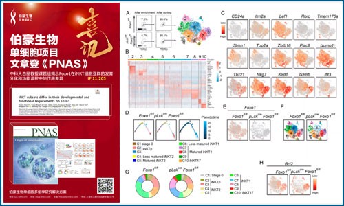 单细胞项目文章 PNAS| 中科大白丽教授课题组揭示 Foxo1 在 iNKT 细胞亚群的发育分化和功能调控中的作用差异