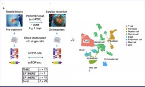 单细胞测序 | 抗 PD1 治疗期间乳腺癌患者肿瘤变化的单细胞图谱
