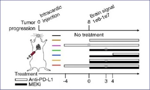 多组学揭示 PD -1/L1 结合 MAPK 靶向治疗可提高抗肿瘤免疫和疗效