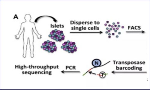 ATAC-seq 联合 RNA-seq 思路分享