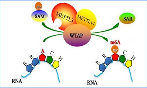 2021 年终盘点 | 甲基化研究高分文章鉴赏