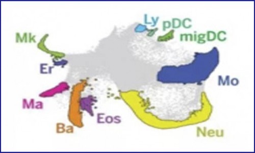 细胞分化过程中状态图谱与细胞命运图谱