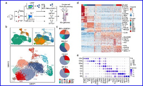 文献解读 | 单细胞 RNA 测序揭示健康和细菌感染小鼠中的中性粒细胞异质性
