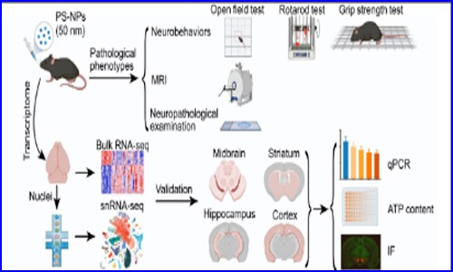项目文章 | 九游平台官网单细胞核测序助力发现纳米塑料诱发帕金森样神经退行性病变