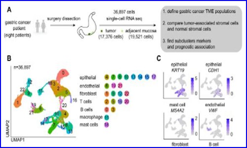 文献分享 | 单细胞转录组测序胃癌组织研究成纤维细胞促癌机制