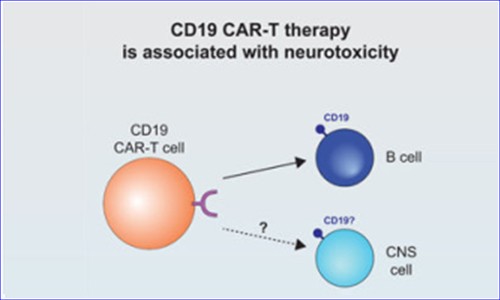 单细胞测序技术 | 应用 CAR- T 细胞副作用