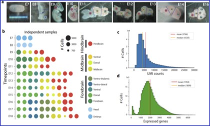 文献分享 | 单细胞测序探究小鼠胚胎时期脑组织发育过程