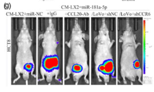 文献解读 |miRNA 芯片技术揭示细胞外囊泡 miRNA 促进结直肠癌肝转移新机制