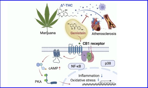 Cell 新作 | 大豆中异黄酮可通过抑制血浆炎症标志物减轻大麻引起的血管炎症