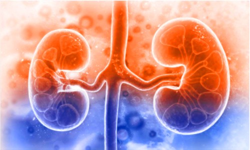 Sci Adv| 基于 8 万 + 单细胞多组学数据成功绘制第一版高精度人类肾脏参考图谱