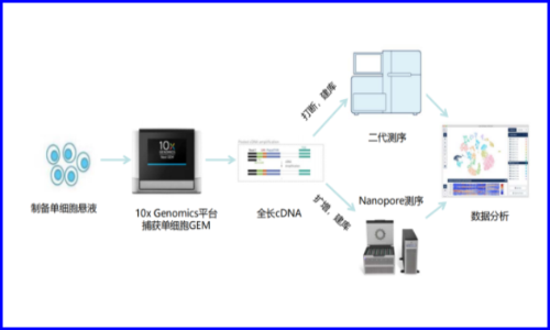 九游平台官网联合及智医学推出 | 基于单细胞全长转录本测序的全新临床转化应用探索
