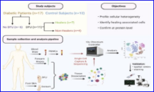 文献解读 | 糖尿病足溃疡的单细胞转录图谱
