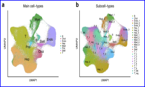 文献解读 |snRNA-seq 和 scRNA-seq 鉴定影响生存的肝细胞癌相关细胞类型