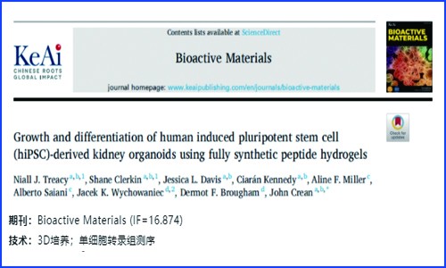 文献解读 | 全合成肽水凝胶培养的人诱导多能干细胞（hiPSC）来源的肾类器官的生长和分化
