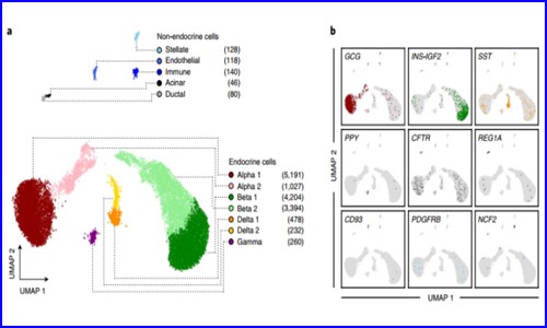 项目文章 | 单细胞抽核，snATAC-seq 技术揭示糖尿病风险相关的胰岛特异性调控元件