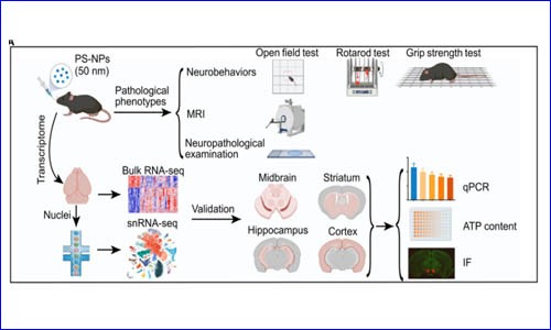 项目文章 | 九游平台官网单细胞核测序助力发现纳米塑料诱发帕金森样神经退行性病变
