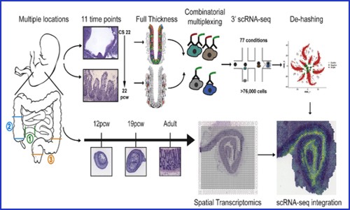 项目文章 | 单细胞测序联合空间转录组绘制人类肠道时空发育图谱