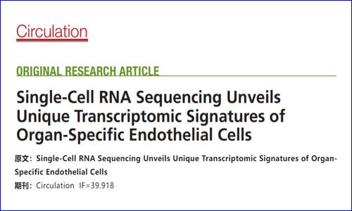 文献解读 | 单细胞测序揭示器官特异性内皮细胞的独特转录组学特征