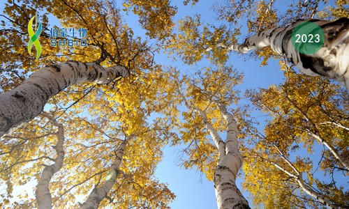 项目文章 | 九游平台官网助力浙江大学生命科学学院杜娟课题组报道植物维管组织结构与发育研究领域新进展