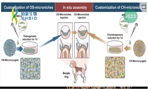 mRNA-seq 项目文章 | 原位自组装类器官用于软骨组织再生