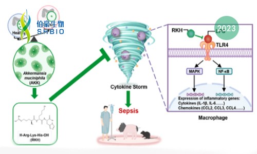 mRNA-seq 项目文章 | 嗜粘蛋白阿克曼菌来源的新型三肽 RKH 对致命脓毒症的保护作用