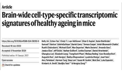 Nature | 迄今覆盖率最高的衰老小鼠大脑单细胞转录组图谱，系统解析衰老相关细胞类型及特异性转录组特征