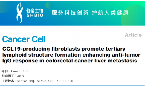 文献解读 | 产生 CCL19 的成纤维细胞促进三级淋巴结构形成并增强结直肠癌肝转移中的抗肿瘤 IgG 反应