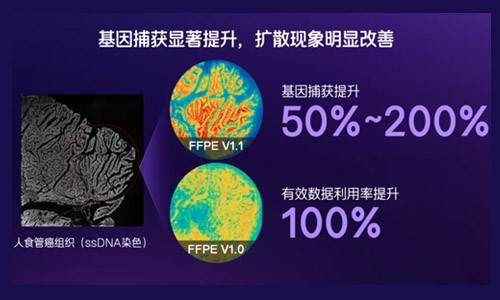 临床科研新利器！纳米级时空转录组 FFPE V1.1 预售启动，解锁研究新可能