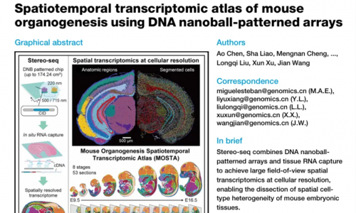 文献解读 | 利用 Stereo-seq 技术解析小鼠器官发育的时空转录组图谱