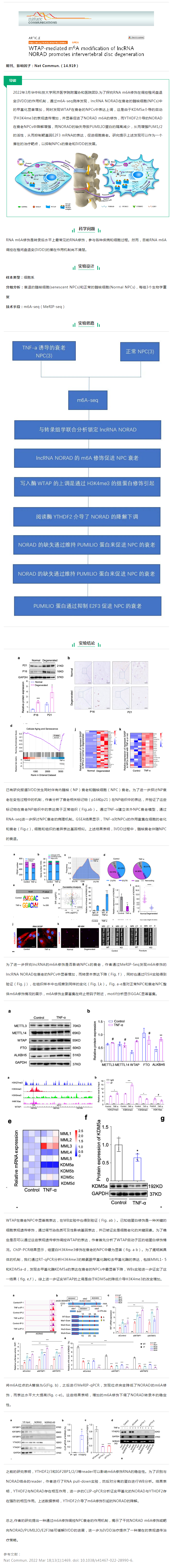 文献解读_WTAP 介导的 lncRNA NORAD 的 m6A 修饰促进椎间盘退变（IVDD）