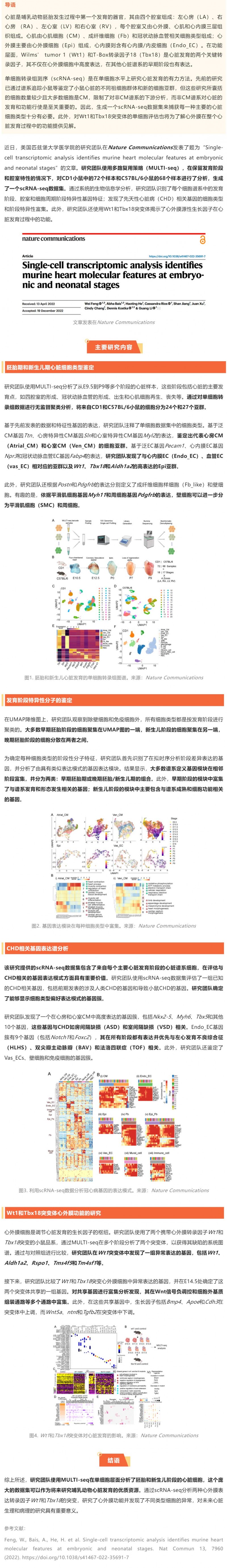2023-01-31-Nat-Commun 发表胚胎及新生儿期小鼠心脏单细胞转录组图谱，揭示先天性心脏病相关基因的细胞类型及