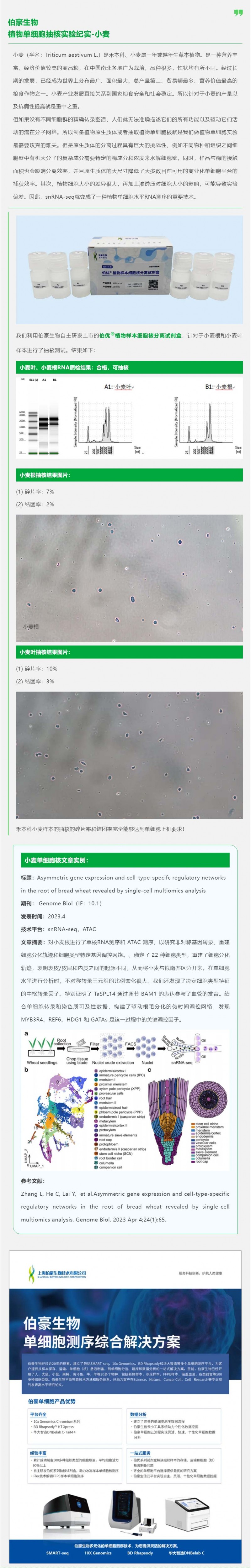 九游平台官网植物单细胞抽核实验纪实 - 小麦