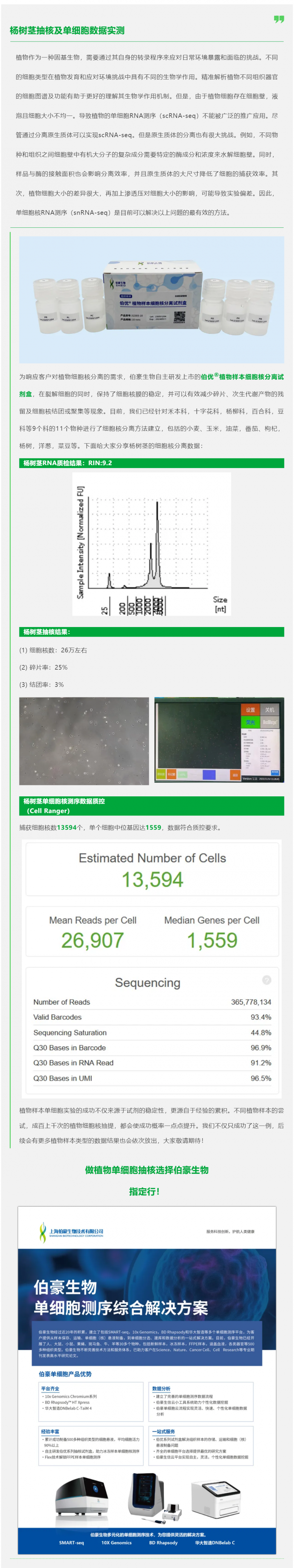 植物抽核哪家强！伯优试剂来帮忙！杨树茎抽核及单细胞数据实测