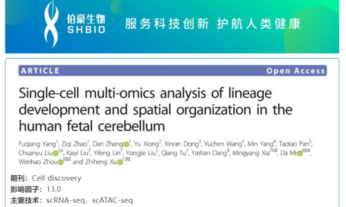 华大 DNBelab C 系列 | 单细胞多组学解析人胎儿小脑神经细胞发育和空间结构